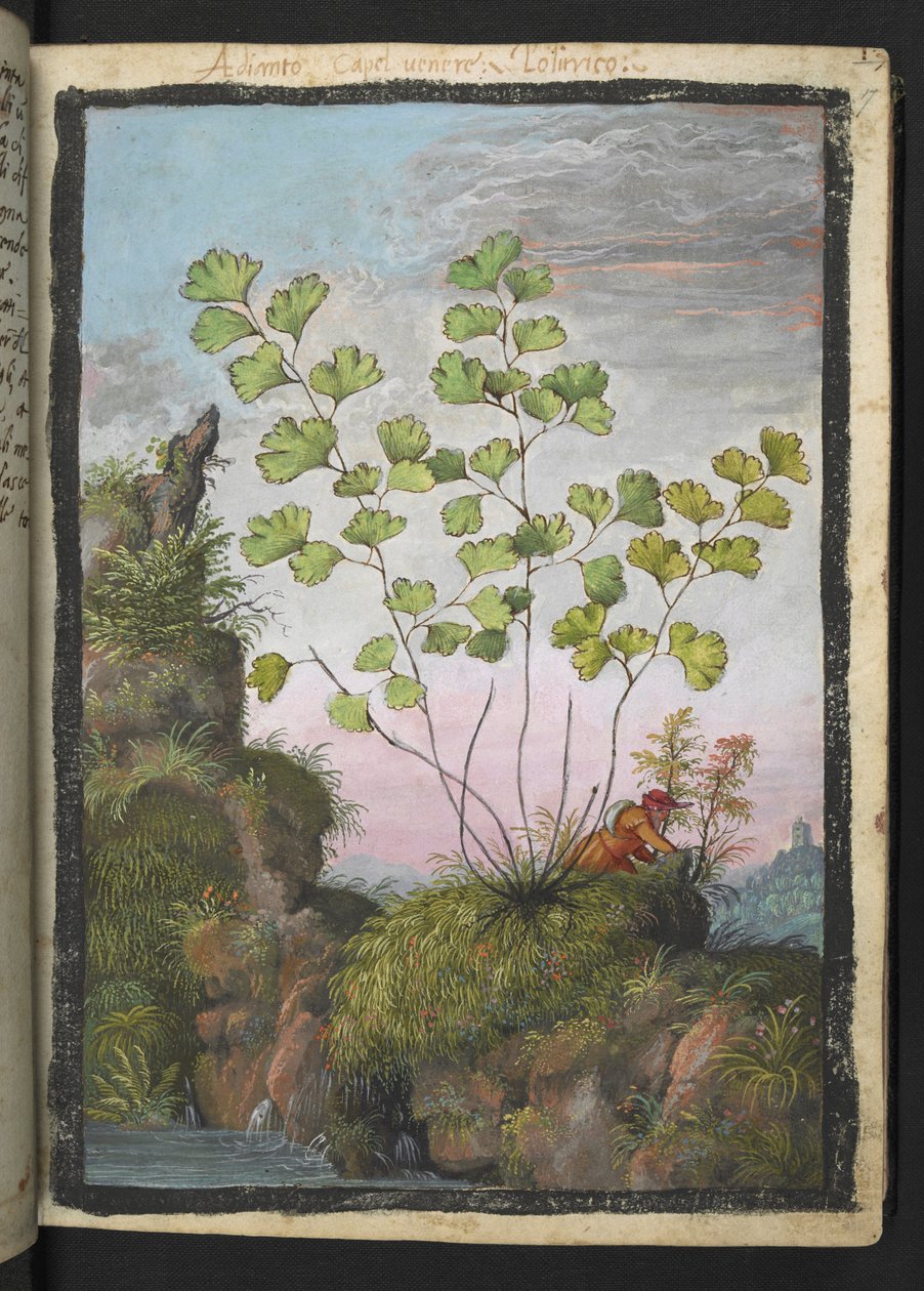Adiantum capillus-veneris, Gherardo Cibo "Festményei a római államok növényvilágáról", Add MS 22333, f017r, c.1564-84 (akvarell és gouache papíron) alkotó: Gherardo Cibo