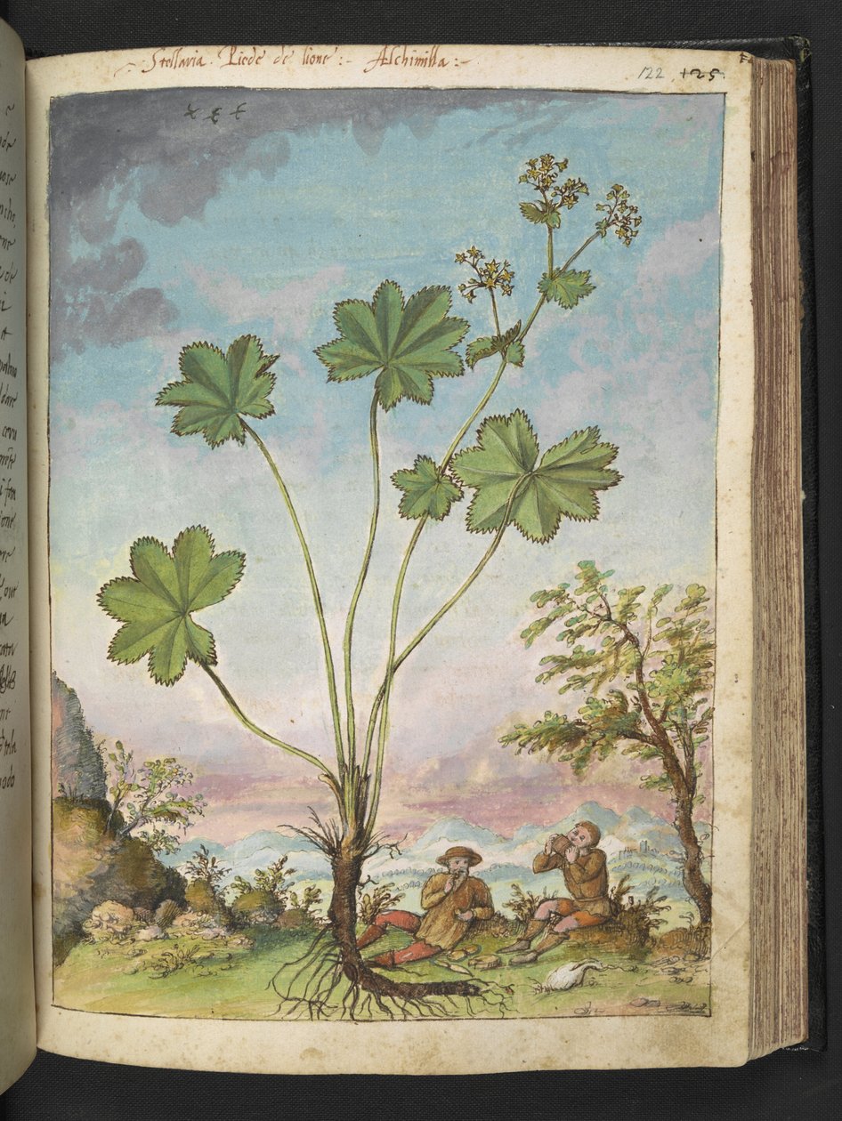 Alchemilla vulgaris (Hölgyköpeny), Gherardo Cibo "Festmények a római államok növényvilágáról", Add MS 2233, f122r, c.1564-84 (akvarell és gouache papíron) alkotó: Gherardo Cibo