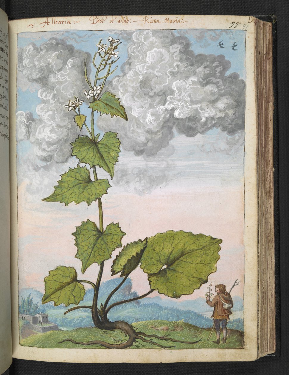 Alliaria petiolata: Magas növény, fehér szirmokkal. , Gherardo Cibo "Paintings of the Flora of the Roman States" (A római államok növényvilágának festményei), Add MS 22333, f097r, c.1564-84 (akvarell és gouache papíron) alkotó: Gherardo Cibo