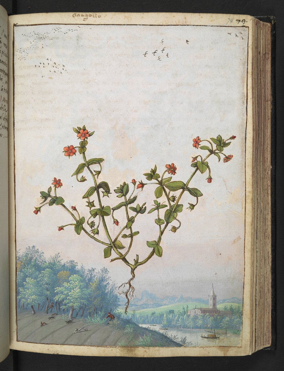 Anagalis arvensis: Piros virágú növény, Gherardo Cibo "A római államok növényvilágának festményeiből", Add MS 22333, f074r, c.1564-84 (akvarell és gouache papíron) alkotó: Gherardo Cibo