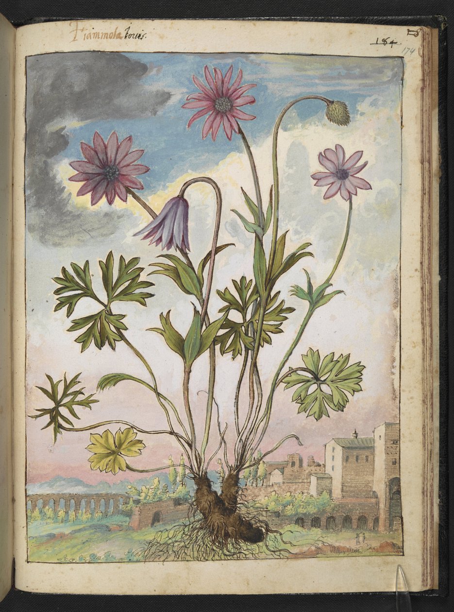 Anemone hortensis, Gherardo Cibo "Festmények a római államok növényvilágáról", Add MS 22333, f174r, c.1564-84 (akvarell és gouache papíron) alkotó: Gherardo Cibo