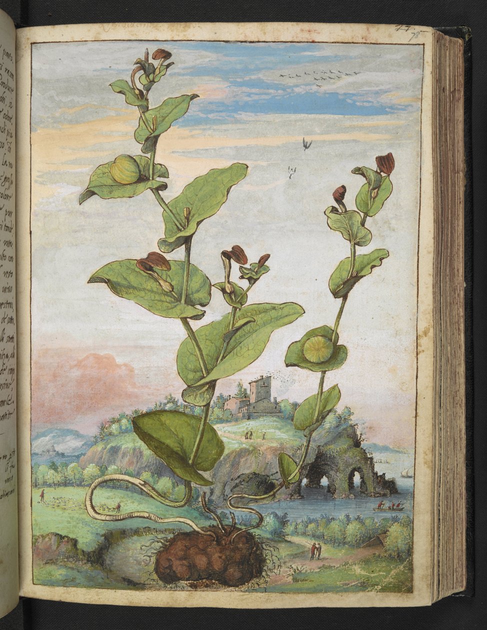 Aristolochia rotunda: Gyümölcstermő növény, Gherardo Cibo "A római államok növényvilágának festményeiből", Add MS 22333, f078r, c.1564-84 (akvarell és gouache papíron) alkotó: Gherardo Cibo