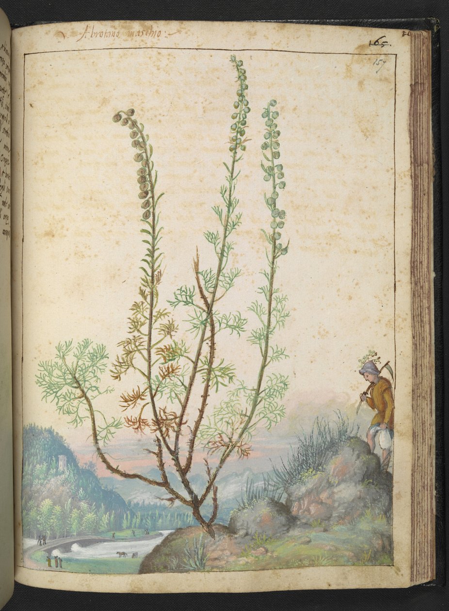 Artemisia abrotanum (southernwood), Gherardo Cibo "Festmények a római államok növényvilágáról", Add MS 22333, f157r, c.1564-84 (akvarell és gouache papíron) alkotó: Gherardo Cibo