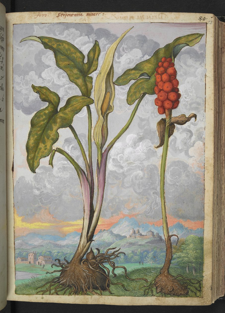 Arum italicum, Gherardo Cibo "Festményei a római államok növényvilágáról", Add MS 22333, f053r, c.1564-84 (akvarell és gouache papíron) alkotó: Gherardo Cibo