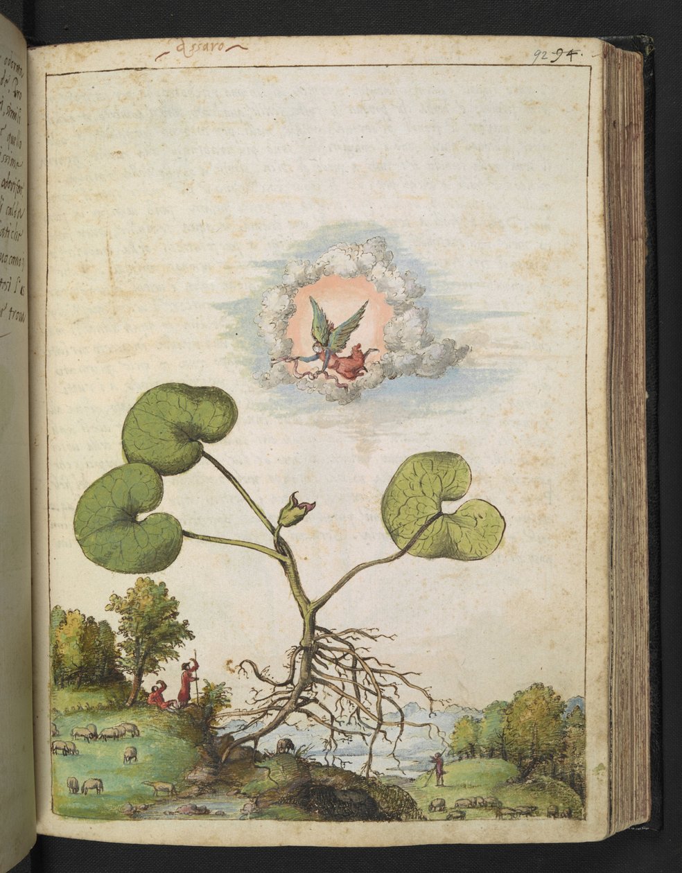 Asarum europaeum, Gherardo Cibo "Festményei a római államok növényvilágáról", Add MS 22333, f092r, c.1564-84 (akvarell és gouache papíron) alkotó: Gherardo Cibo