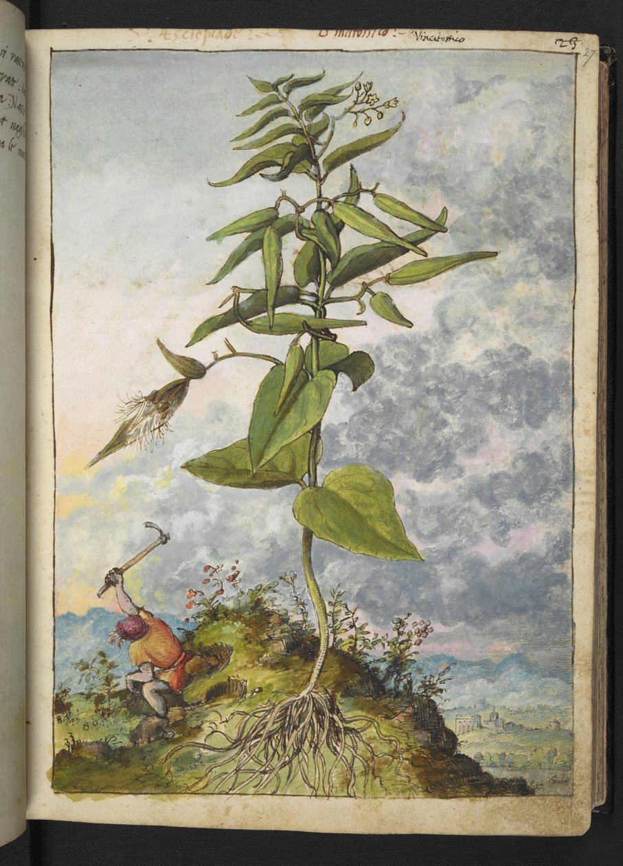 Asclepias, Gherardo Cibo "Festmények a római államok növényvilágáról", Add MS 22333, f027r, c.1564-84 (akvarell és gouache papíron) alkotó: Gherardo Cibo