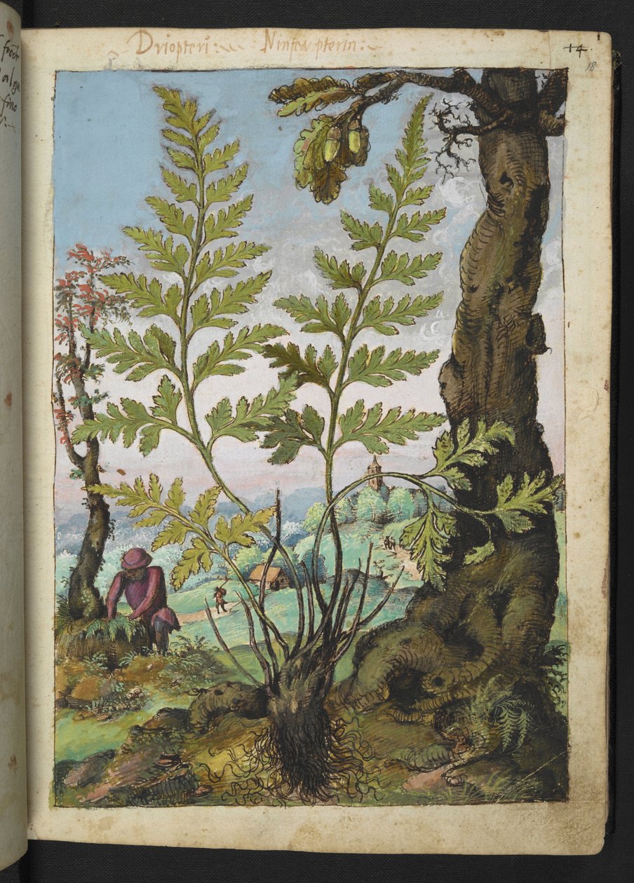 Asplenium adianthum nigrum, Gherardo Cibo "Festmények a római államok növényvilágáról", Add MS 22333, f018r, c.1564-84 (akvarell és gouache papíron) alkotó: Gherardo Cibo