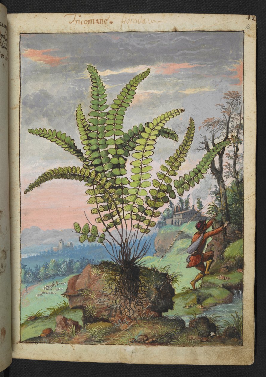 Asplenium trichomanes, Gherardo Cibo "Festmények a római államok növényvilágáról", Add MS 22333, f016r, c.1564-84 (akvarell és gouache papíron) alkotó: Gherardo Cibo