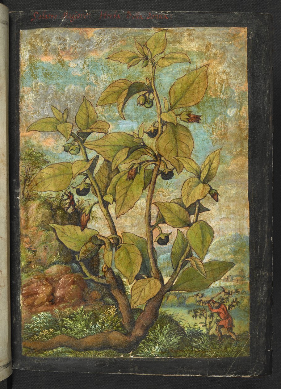 Atropa belladonna vagy Atropa bella-donna, Gherardo Cibo "Festmények a római államok növényvilágáról", Add MS 22333, f005r, c.1564-84 (akvarell és gouache papíron) alkotó: Gherardo Cibo