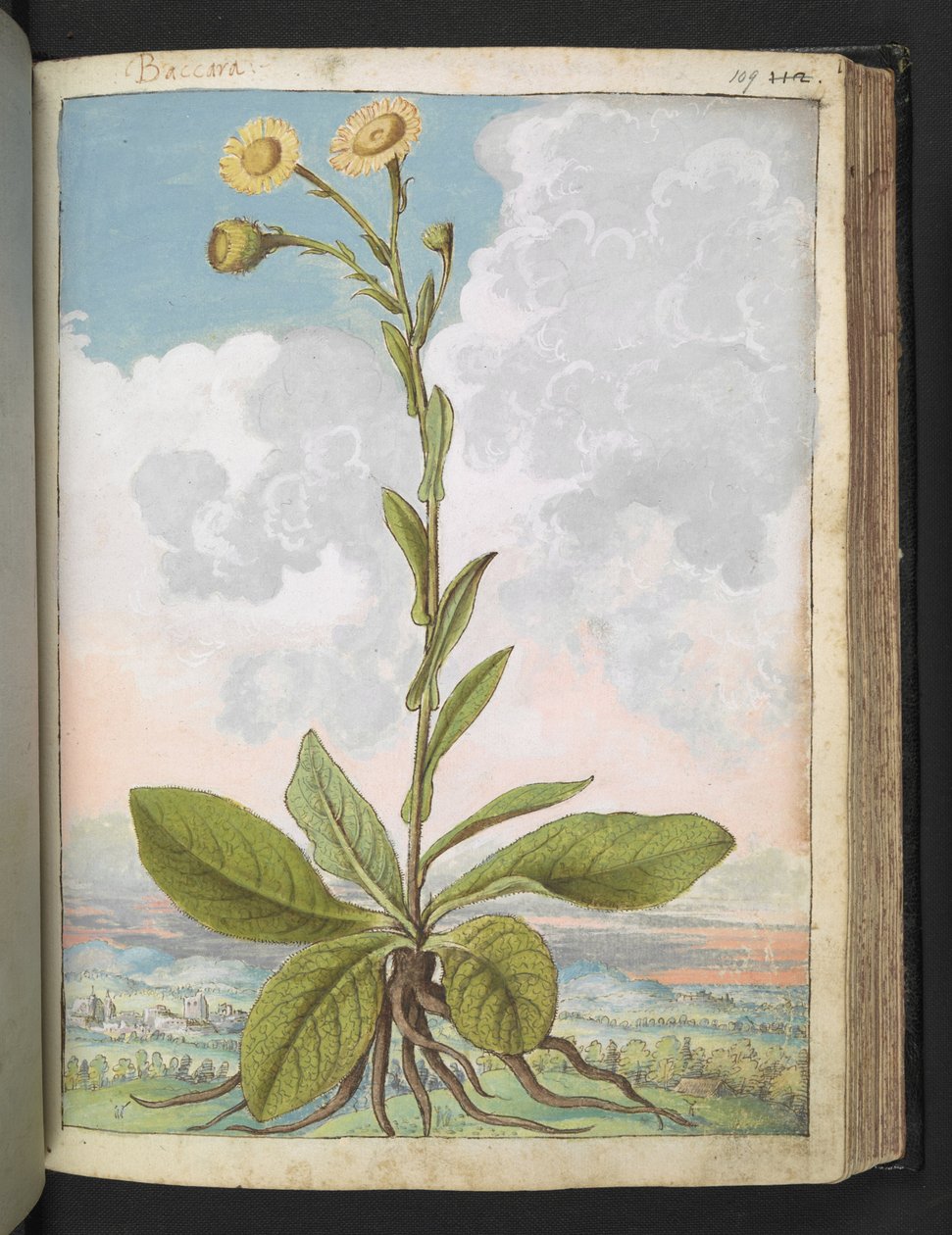 Baccara, Gherardo Cibo "Paintings of the Flora of the Roman State"-ből, Add MS 22333, f109r, c.1564-84 (akvarell és gouache papíron) alkotó: Gherardo Cibo
