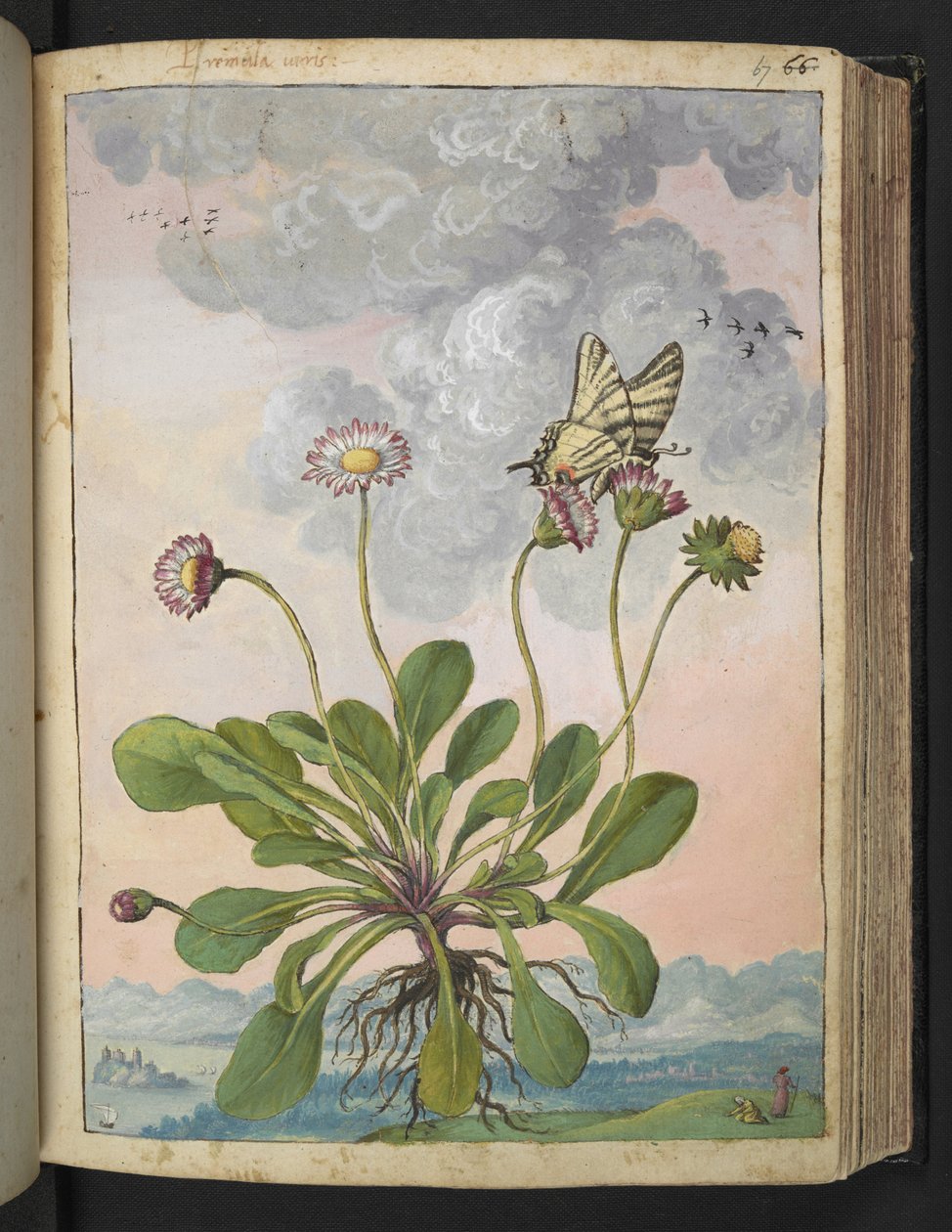Bellis perennis, Gherardo Cibo "Festményei a római államok növényvilágáról", Add MS 22333, f067r, c.1564-84 (akvarell és gouache papíron) alkotó: Gherardo Cibo