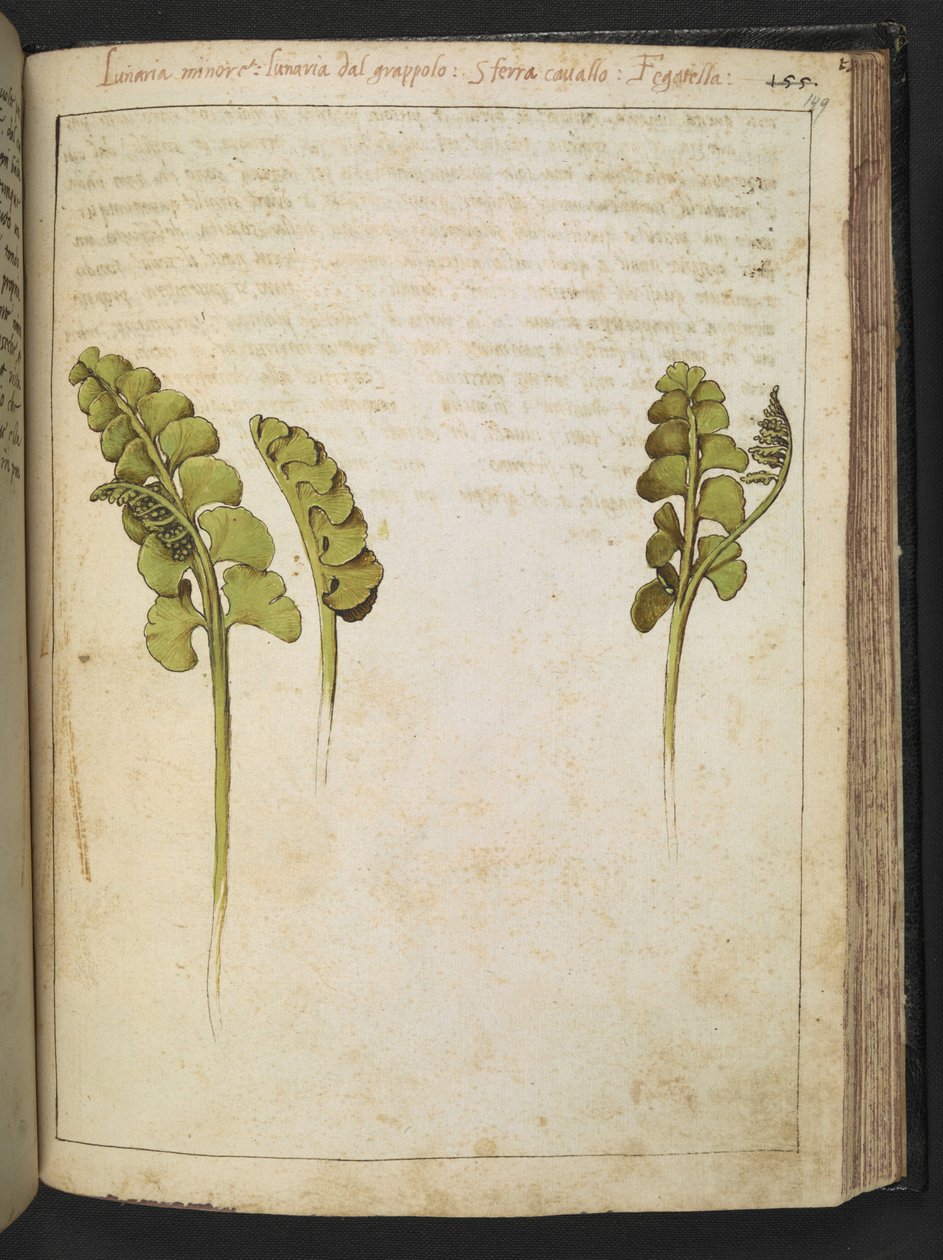 Botrychium lunaria (páfrány), Gherardo Cibo "Festményei a római államok növényvilágáról", Add MS 22333, f149r, c.1564-84 (akvarell és gouache papíron) alkotó: Gherardo Cibo