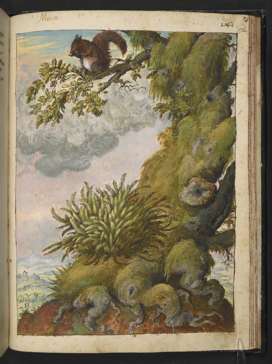 Bryophyte (moha) és egy fa ágán ülő mókus, Gherardo Cibo "Festmények a római államok növényvilágáról", Add MS 22333, f172r, c.1564-84 (akvarell és gouache papíron) alkotó: Gherardo Cibo