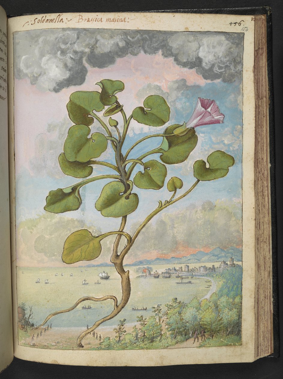 Calystegia soldanella, Gherardo Cibo "Festményei a római államok növényvilágáról", Add MS 22333, f150r, c.1564-84 (akvarell és gouache papíron) alkotó: Gherardo Cibo
