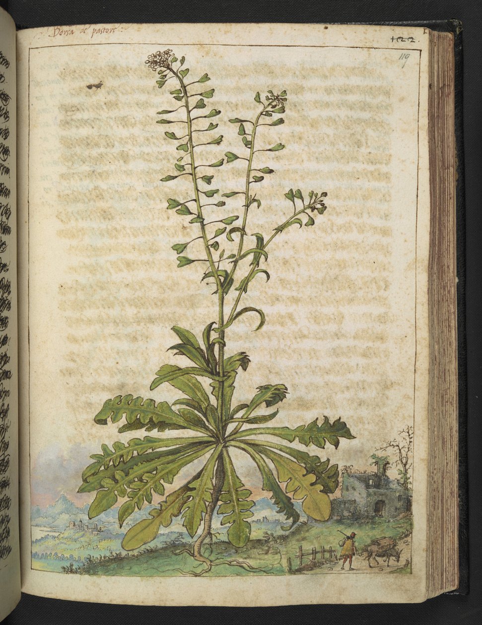 Capsella bursa-pastoris, Gherardo Cibo "Festményei a római államok növényvilágáról", Add MS 22333, f119r, c.1564-84 (akvarell és gouache papíron) alkotó: Gherardo Cibo