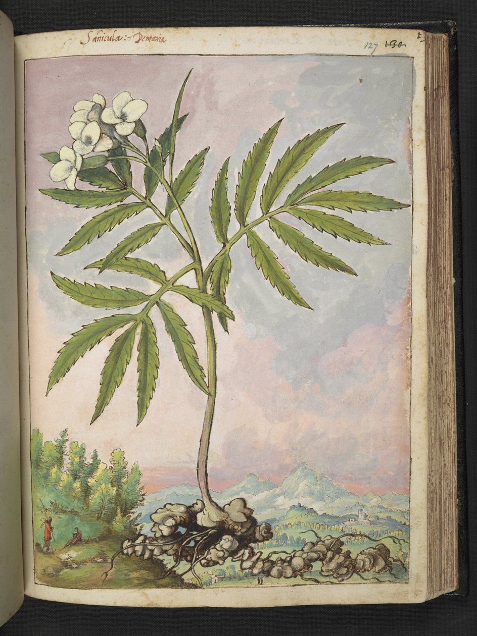 Cardamine heptaphylla, Gherardo Cibo "Festmények a római államok növényvilágáról", Add MS 22333, f127r, c.1564-84 (akvarell és gouache papíron) alkotó: Gherardo Cibo