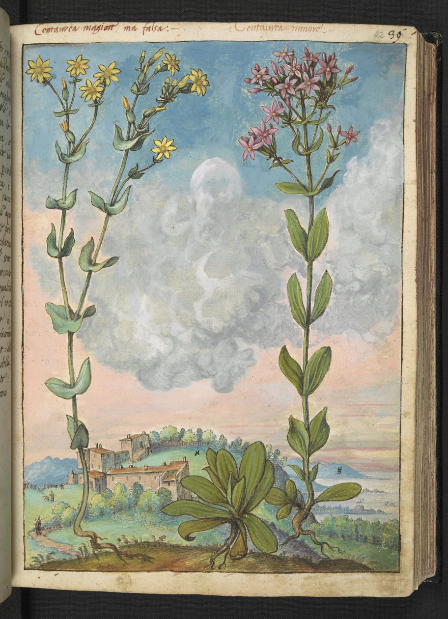 Centaurium erythraea, Gherardo Cibo "Festményei a római államok növényvilágáról", Add MS 22333, f042r, c.1564-84 (akvarell és gouache papíron) alkotó: Gherardo Cibo