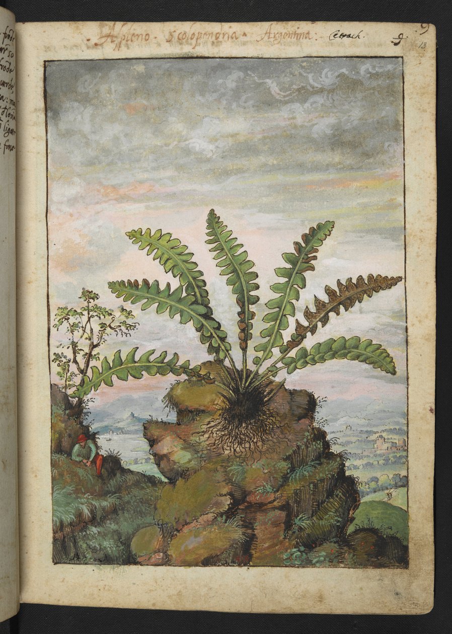 Ceterach officinarum, Gherardo Cibo "Festmények a római államok növényvilágáról", Add MS 22333, f013r, c.1564-84 (akvarell és gouache papíron) alkotó: Gherardo Cibo
