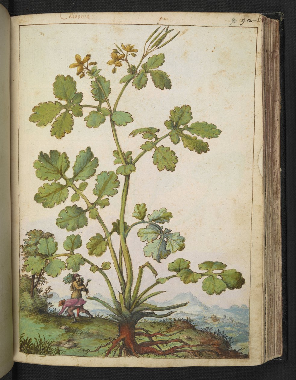 Chelidonium majus, Gherardo Cibo "Festmények a római államok növényvilágáról", Add MS 22333, f090r, c.1564-84 (akvarell és gouache papíron) alkotó: Gherardo Cibo