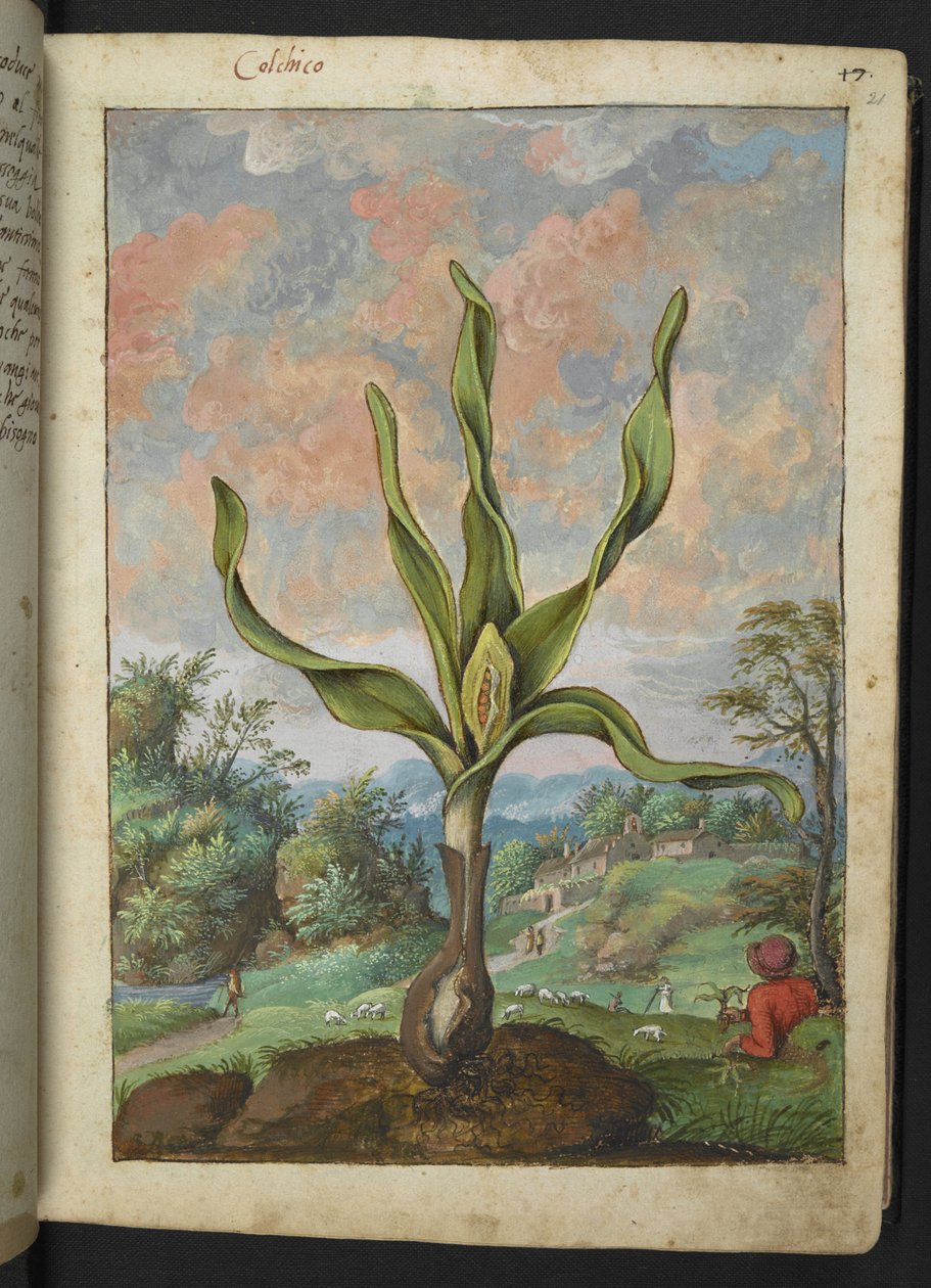 Colchicum autumnale, Gherardo Cibo "Festményei a római államok növényvilágáról", Add MS 22333, f021r, c.1564-84 (akvarell és gouache papíron) alkotó: Gherardo Cibo