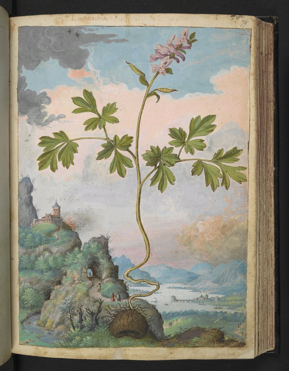 Corydalis cava: Rózsaszín virágú növény, Gherardo Cibo "Paintings of the Flora of the Roman States" (A római államok növényvilágának festményeiből), Add MS 22333, f079r, c.1564-84 (akvarell és gouache papíron) alkotó: Gherardo Cibo
