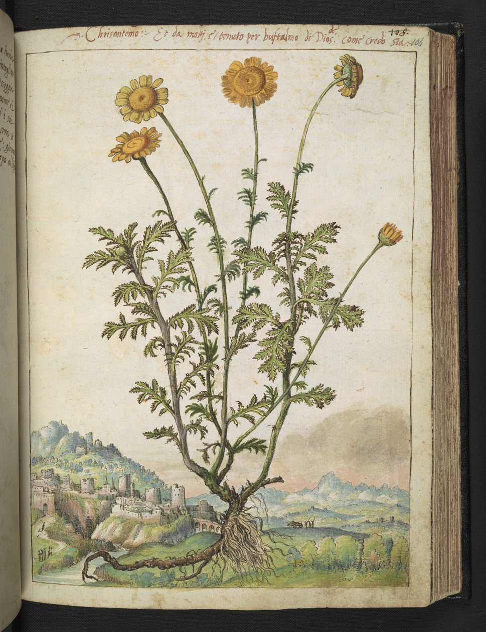 Cota tinctoria, Gherardo Cibo "Festményei a római államok növényvilágáról", Add MS 22333, f106r, c.1564-84 (akvarell és gouache papíron) alkotó: Gherardo Cibo