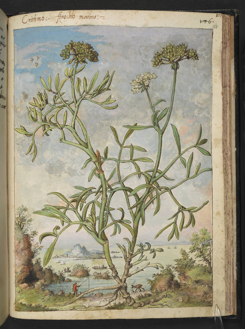 Crithmum maritimum, esetleg Crithmum, Gherardo Cibo "Paintings of the Flora of the Roman State"-ből, Add MS 22333, f168r, c.1564-84 (akvarell és gouache papíron) alkotó: Gherardo Cibo