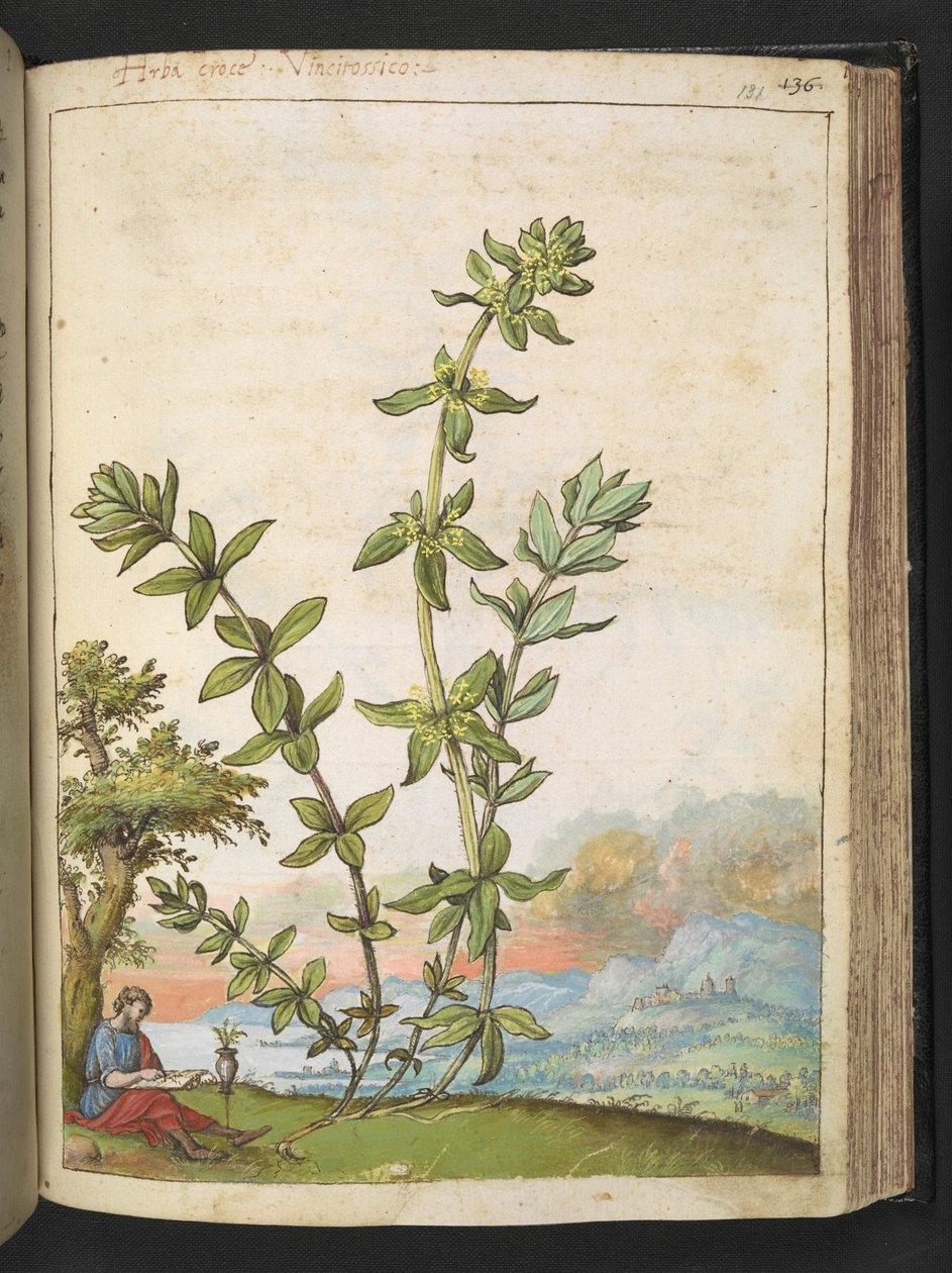 Cruciata laevipes, Gherardo Cibo "Festmények a római államok növényvilágáról", Add MS 22333, f131r, c.1564-84 (akvarell és gouache papíron) alkotó: Gherardo Cibo
