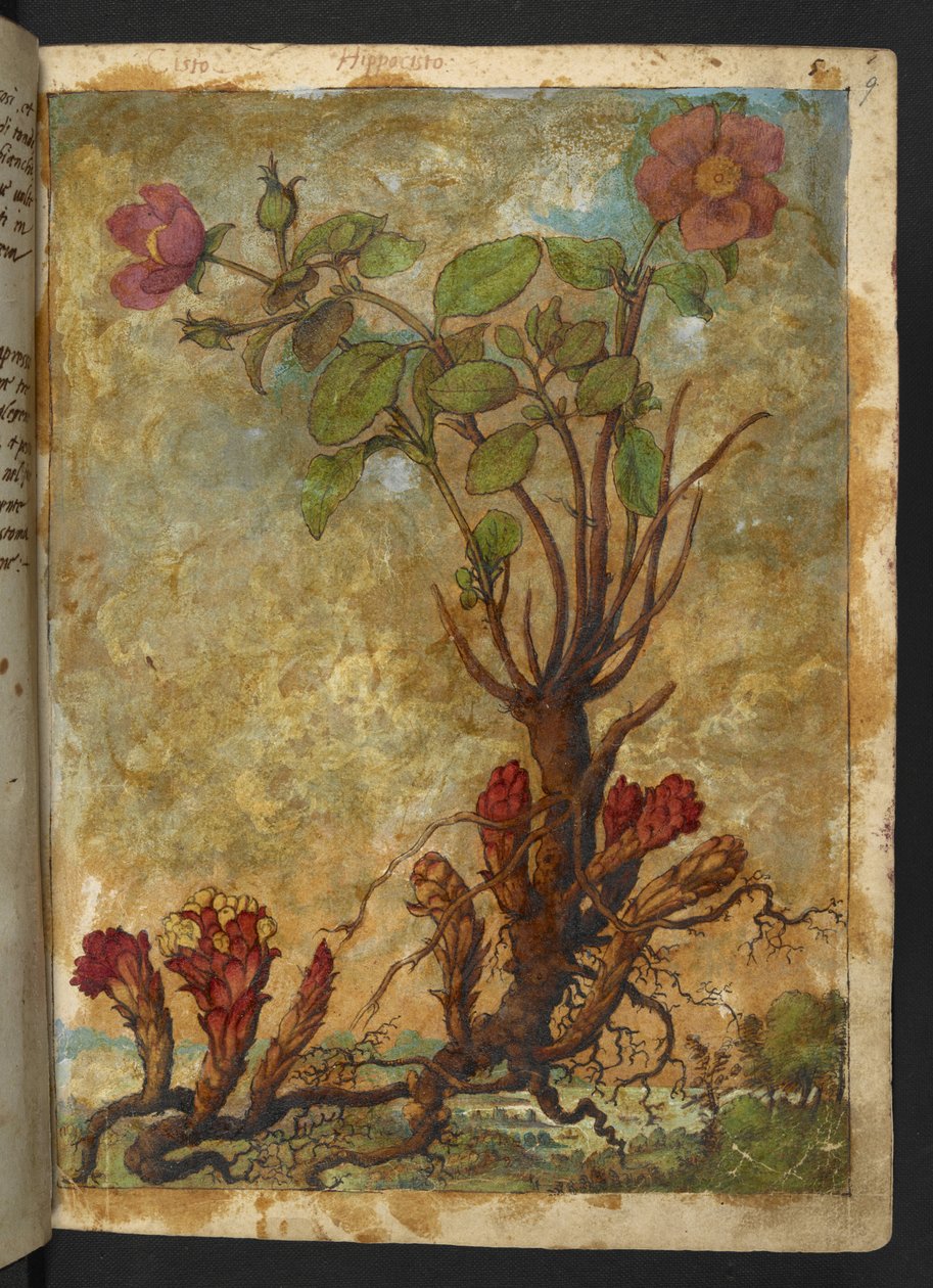 Cytinus hypocistis, Gherardo Cibo "Festmények a római államok növényvilágáról", Add MS 22333, f009r, c.1564-84 (akvarell és gouache papíron) alkotó: Gherardo Cibo