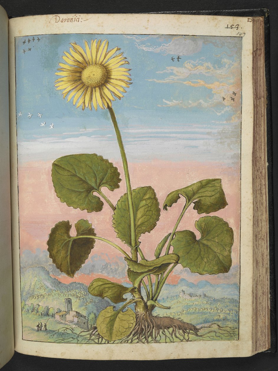 Doronicum austriacum: Sárga virágú növény, Gherardo Cibo "A római államok növényvilágának festményeiből", Add MS 22333, f147r, c.1564-84 (akvarell és gouache papíron) alkotó: Gherardo Cibo