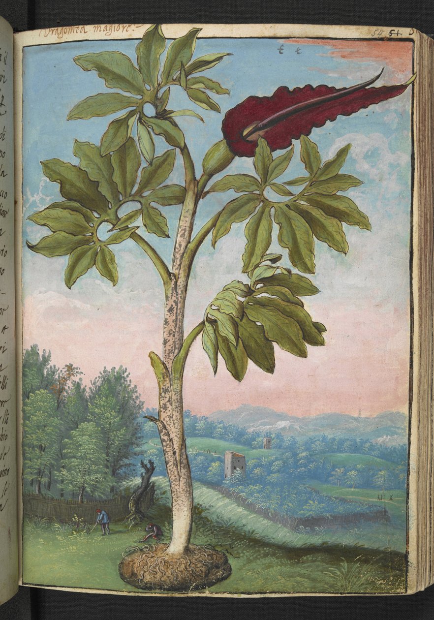 Dracunculus vulgaris, Gherardo Cibo "Festményei a római államok növényvilágáról", Add MS 22333, f054r, c.1564-84 (akvarell és gouache papíron) alkotó: Gherardo Cibo