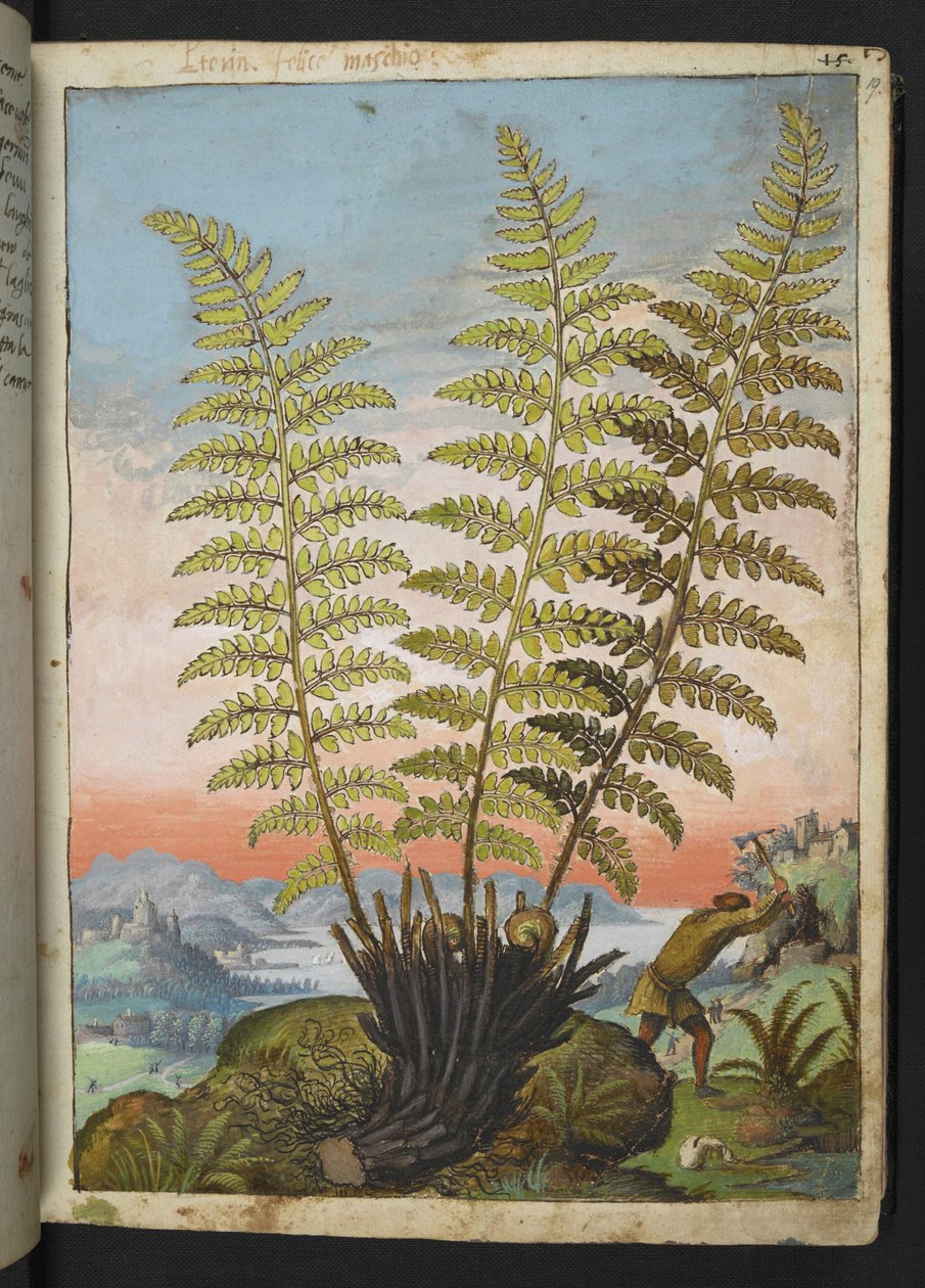 Dryopteris filix mas: Páfrány, Gherardo Cibo "A római államok növényvilágának festményeiből", Add MS 22333, f019r, c.1564-84 (akvarell és gouache papíron) alkotó: Gherardo Cibo