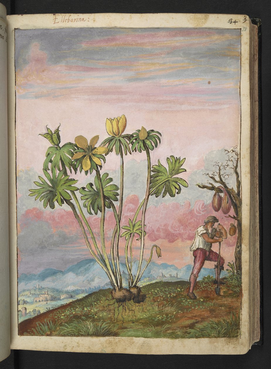Eranthis hyemalis, Gherardo Cibo "Festmények a római államok növényvilágáról", Add MS 22333, f038r, c.1564-84 (akvarell és gouache papíron) alkotó: Gherardo Cibo
