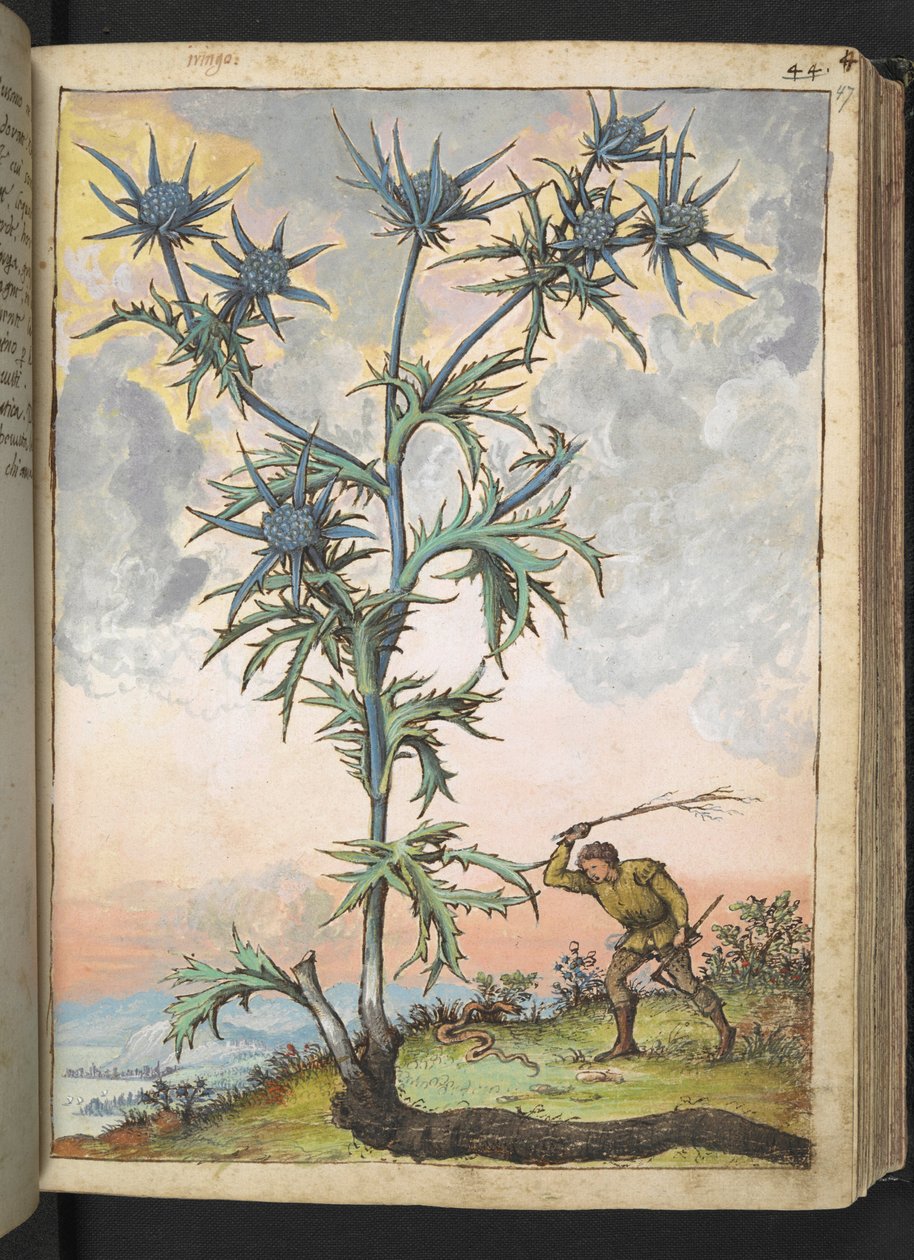 Eryngium maritimum, Gherardo Cibo "Festmények a római államok növényvilágáról", Add MS 22333, f047r, c.1564-84 (akvarell és gouache papíron) alkotó: Gherardo Cibo