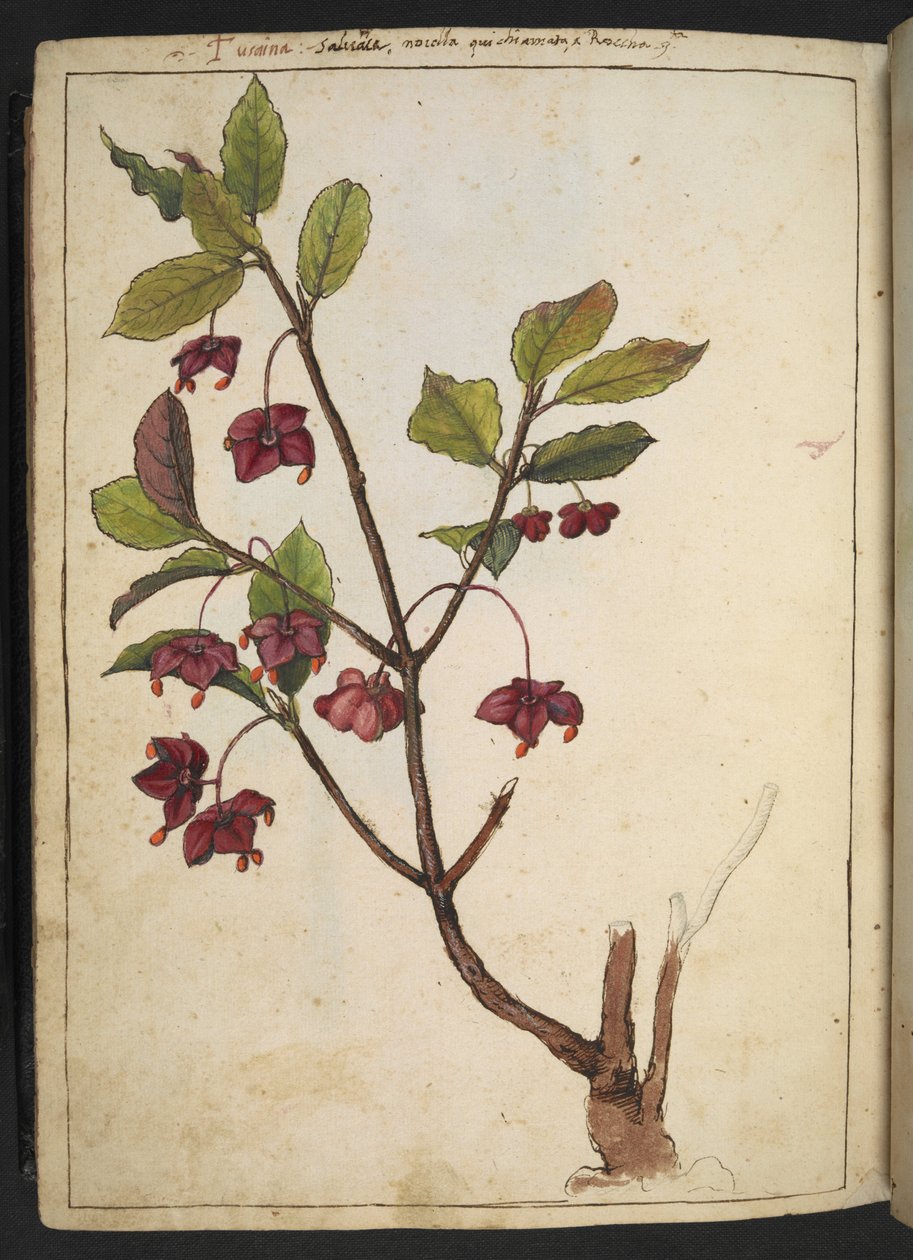 Euonymus europaeus (European Spindle): a plant with red petals, from "Paintings of Flora of the Roman States" by Gherardo Cibo, Add MS 22333, f183v, c.1564-84 (watercolor & gouache on paper)   1353687   hu       hungarian Successfully Translated  Original: alkotó: Gherardo Cibo