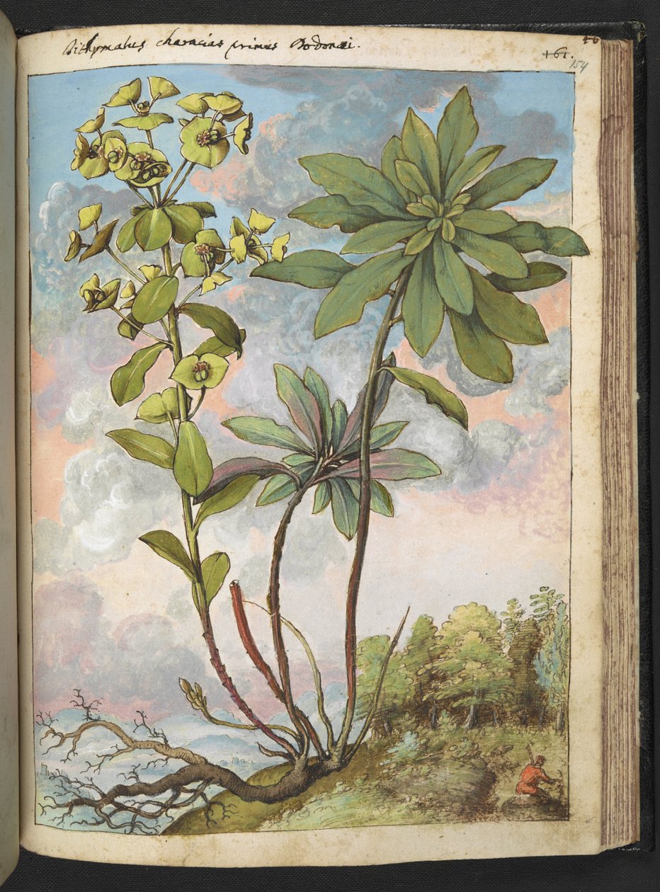 Euphorbia amygdaloides vagy Euphorbia characias, Gherardo Cibo "Festmények a római államok növényvilágáról", Add MS 22333, f154r, c.1564-84 (akvarell és gouache papíron) alkotó: Gherardo Cibo