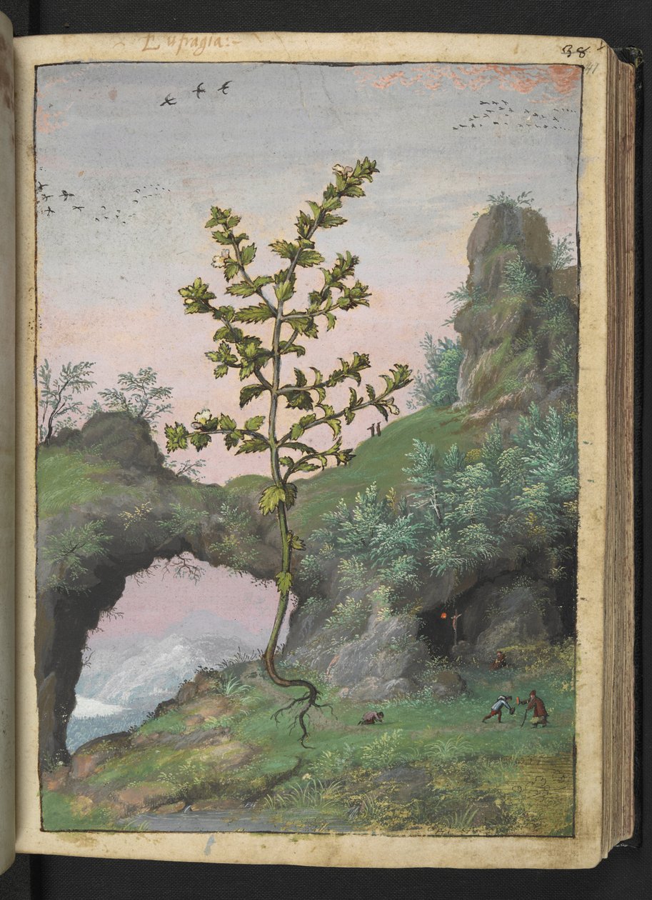 Euphrasia officinalis, Gherardo Cibo "Festmények a római államok növényvilágáról", Add MS 22333, f041r, c.1564-84 (akvarell és gouache papíron) alkotó: Gherardo Cibo