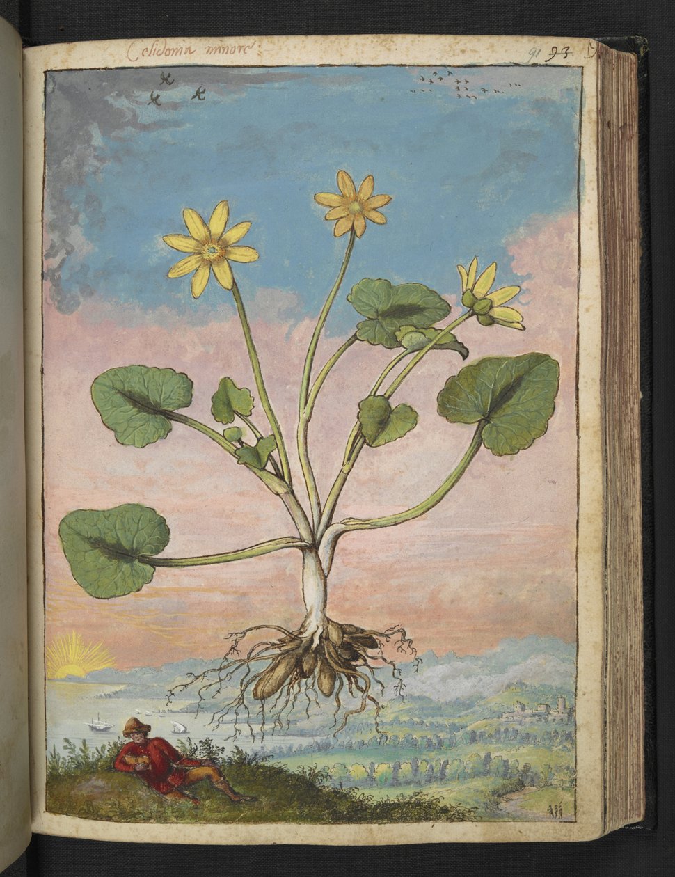 Ficaria verna, Gherardo Cibo "Festmények a római államok növényvilágáról", Add MS 22333, f091r, c.1564-84 (akvarell és gouache papíron) alkotó: Gherardo Cibo