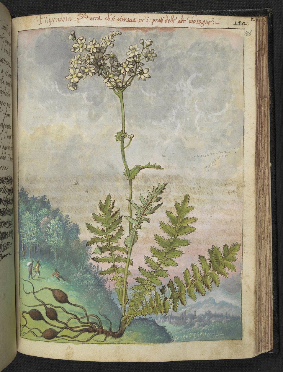 Filipendula vulgari, Gherardo Cibo "Festmények a római államok növényvilágáról", Add MS 22333, f146r, c.1564-84 (akvarell és gouache papíron) alkotó: Gherardo Cibo