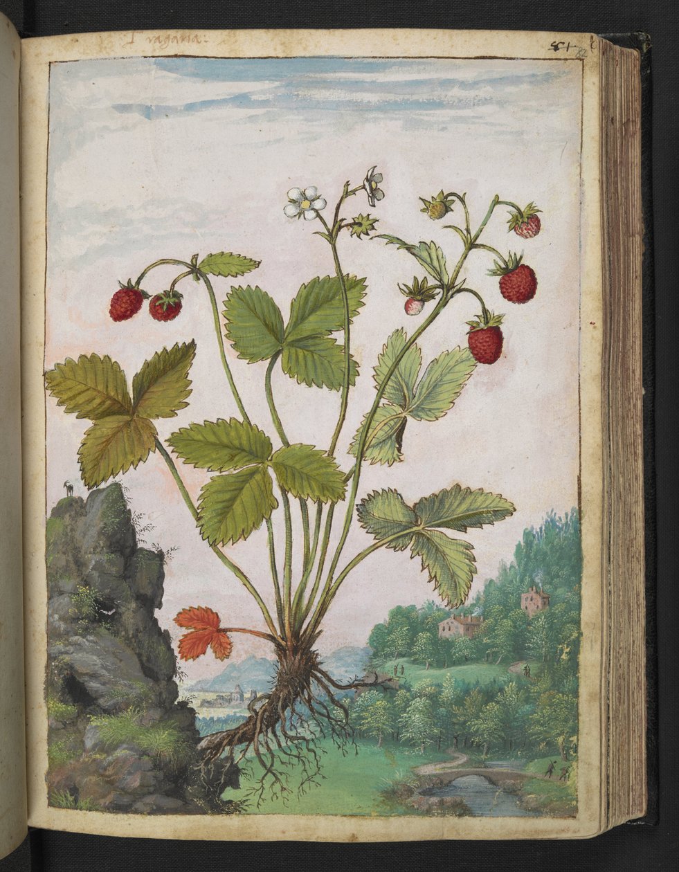 Fragaria vesca, Gherardo Cibo "Festményei a római államok növényvilágáról", Add MS 22333, f082r, c.1564-84 (akvarell és gouache papíron) alkotó: Gherardo Cibo
