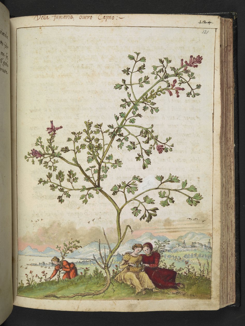 Fumaria gaillardotii, Gherardo Cibo "Festményei a római államok növényvilágáról", Add MS 22333, f121r, c.1564-84 (akvarell és gouache papíron) alkotó: Gherardo Cibo