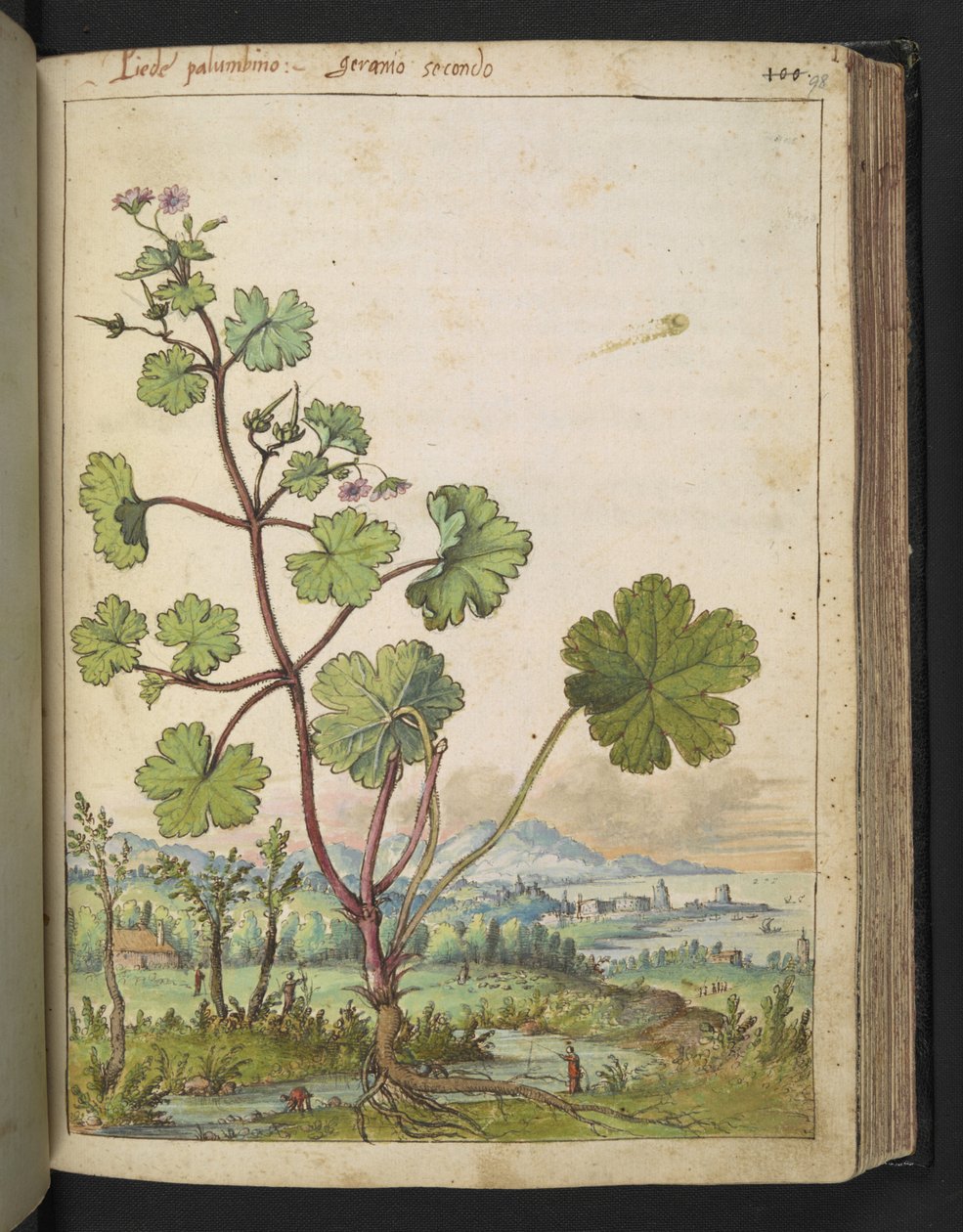 Geranium rotundifolium: Rózsaszín virágú növény. , Gherardo Cibo "Paintings of Flora of the Roman States", MS 22333, f098r, c.1564-84 (akvarell és gouache papíron) alkotó: Gherardo Cibo