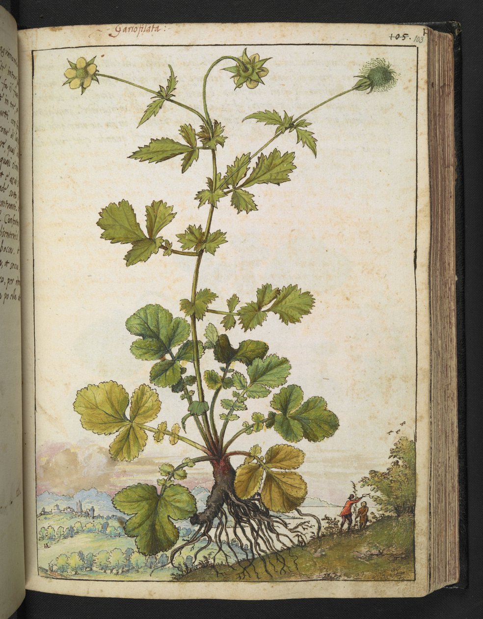 Geum urbanum, Gherardo Cibo "Festmények a római államok növényvilágáról", Add MS 22333, f103r, c.1564-84 (akvarell és gouache papíron) alkotó: Gherardo Cibo