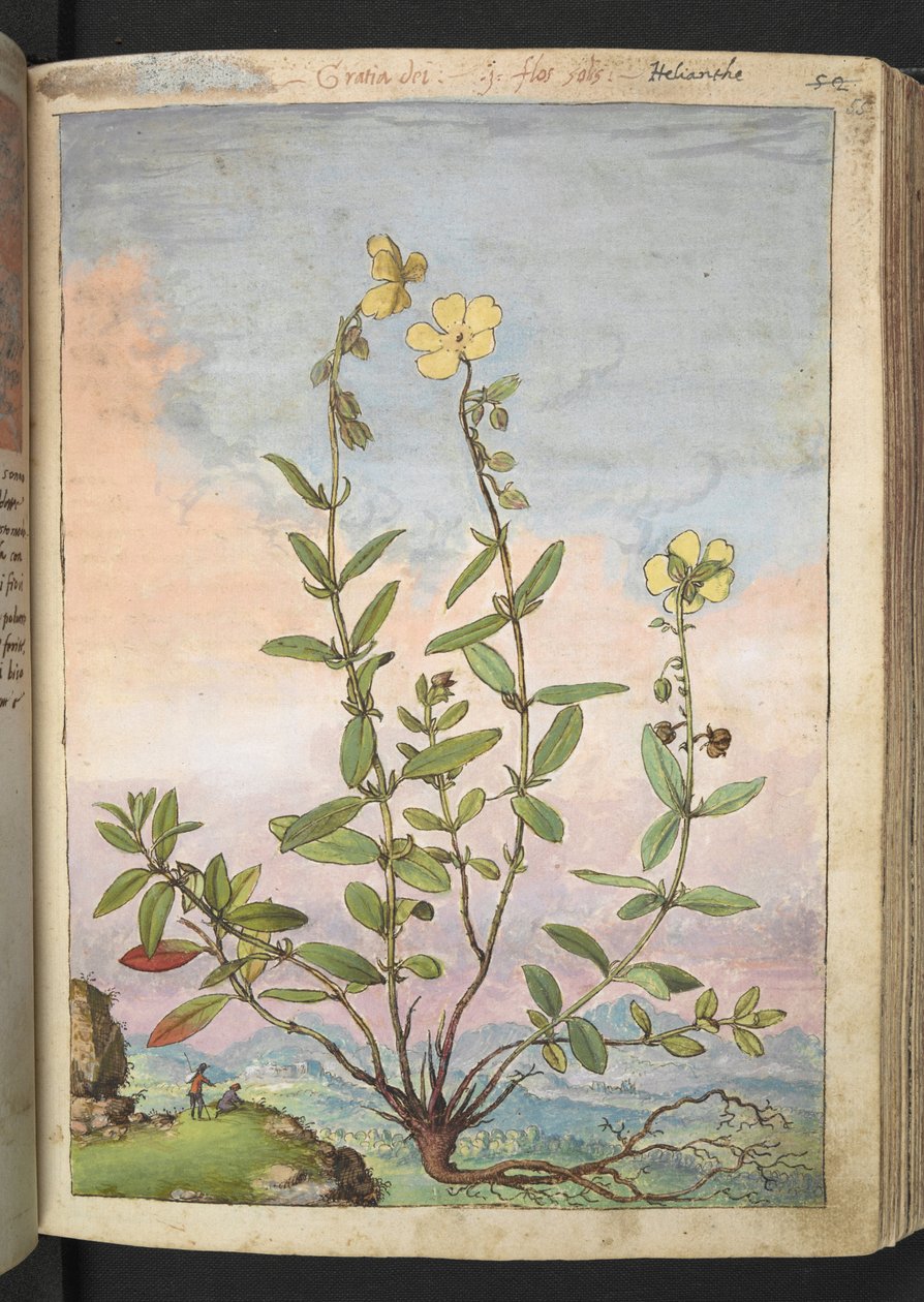 Helianthemum nummularium, Gherardo Cibo "Festményei a római államok növényvilágáról", Add MS 22333, f055r, c.1564-84 (akvarell és gouache papíron) alkotó: Gherardo Cibo