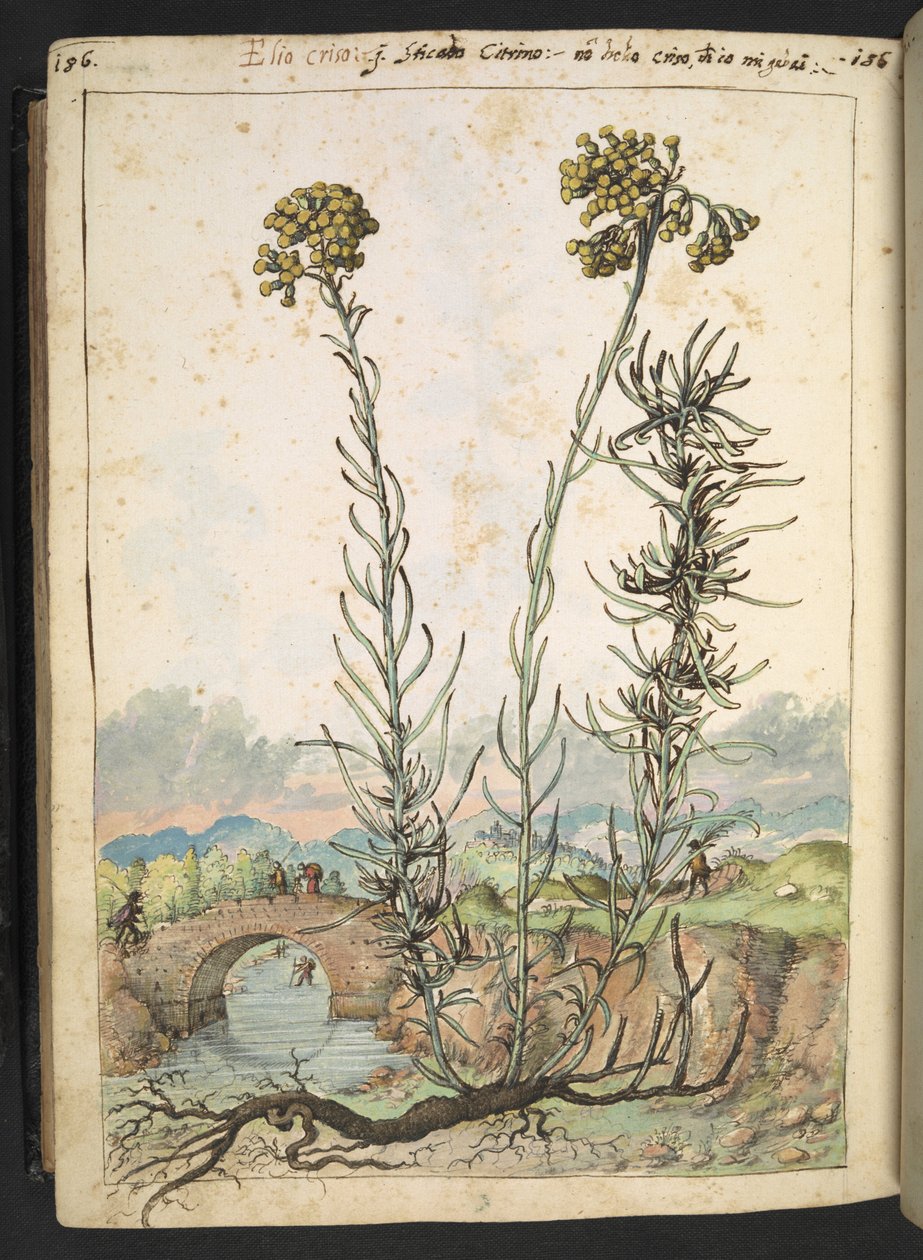 Helichrysum italicum: sárga bimbós növény, Gherardo Cibo "A római államok növényvilágának festményeiből", Add MS 22333, f176v, c.1564-84 (akvarell és gouache papíron) alkotó: Gherardo Cibo