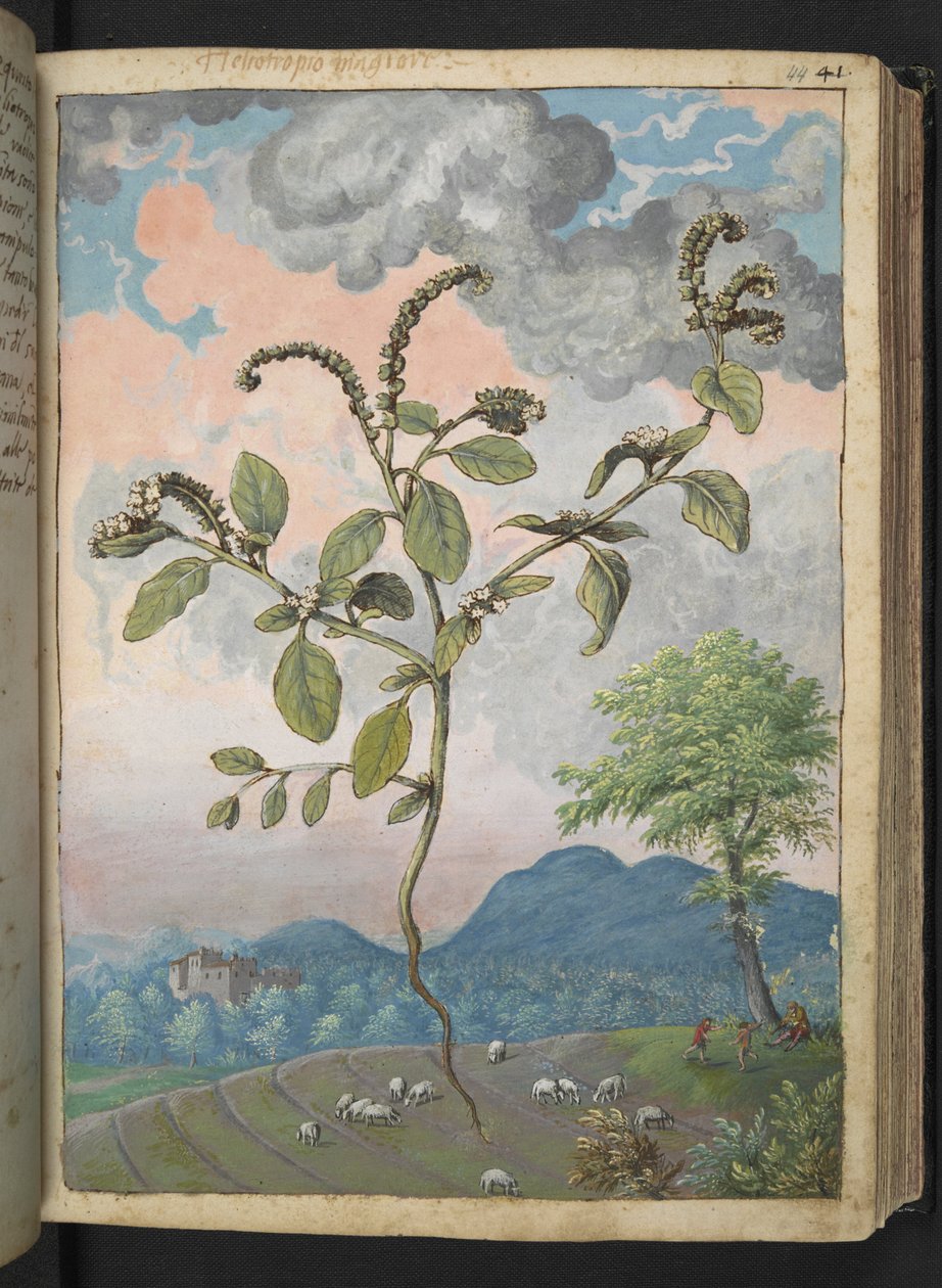 Heliotropium europeanum, Gherardo Cibo "Festmények a római államok növényvilágáról", Add MS 22333, f044r, c.1564-84 (akvarell és gouache papíron) alkotó: Gherardo Cibo