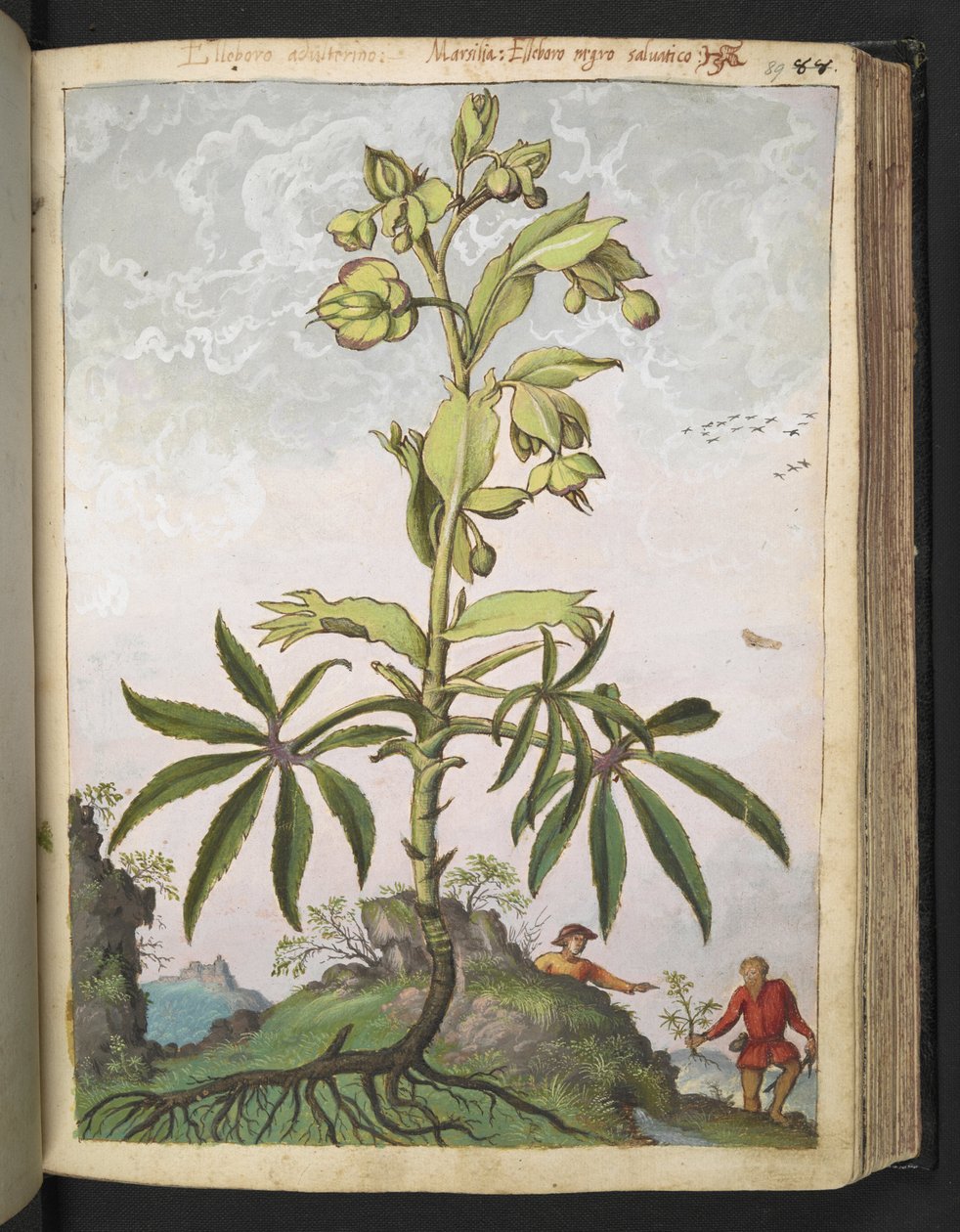 Helleborus foetidus, Gherardo Cibo "Festményei a római államok növényvilágáról", Add MS 22333, f089r, c.1564-84 (akvarell és gouache papíron) alkotó: Gherardo Cibo