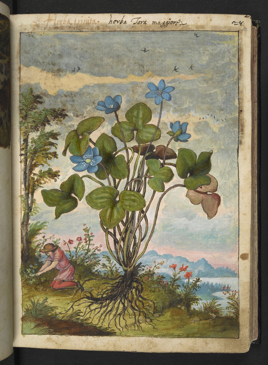 Hepatica nobilis: kék szirmú növény, ásó vagy beszélő dugványok, Gherardo Cibo "Festmények a római államok növényvilágáról", Add MS 22333, f032r, c.1564-84 (akvarell és gouache papíron) című könyvéből alkotó: Gherardo Cibo