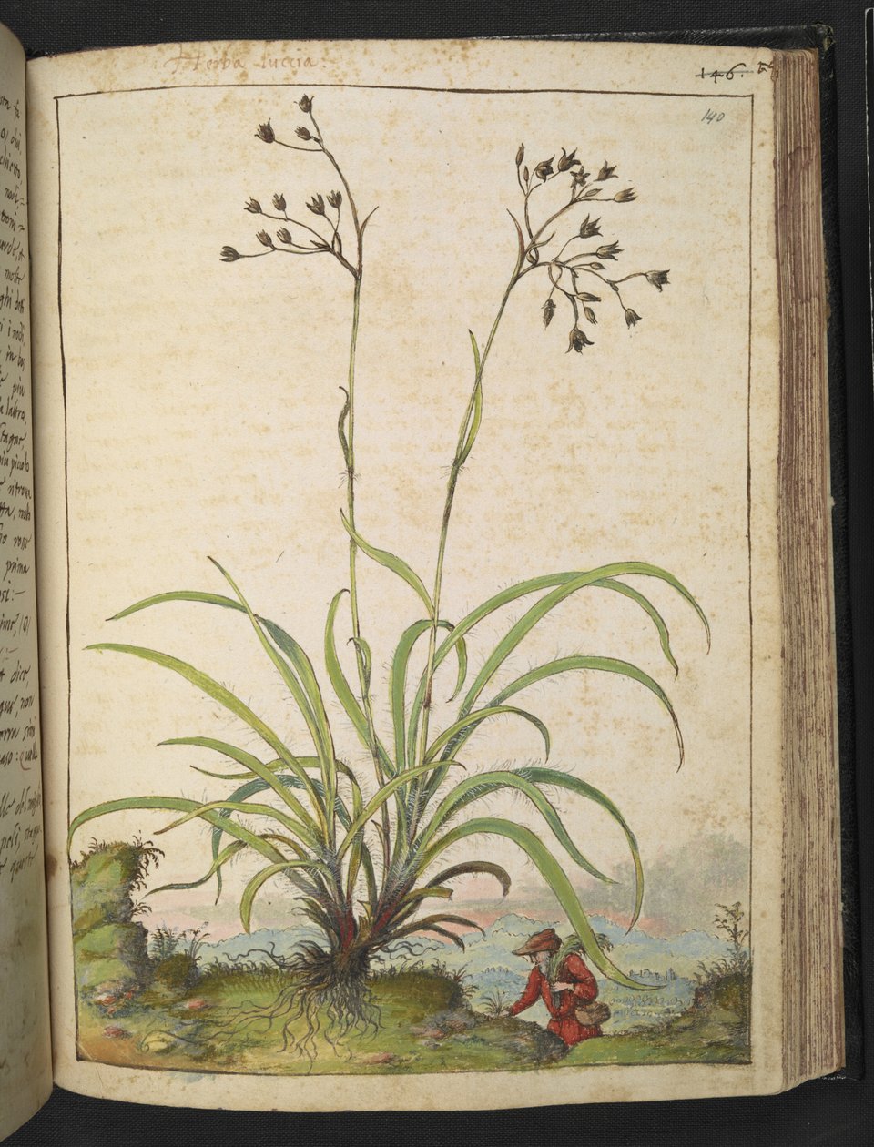 Herba Luccia, Gherardo Cibo "Festmények a római államok növényvilágáról", Add MS 22333, f140r, c.1564-84 (akvarell és gouache papíron) alkotó: Gherardo Cibo