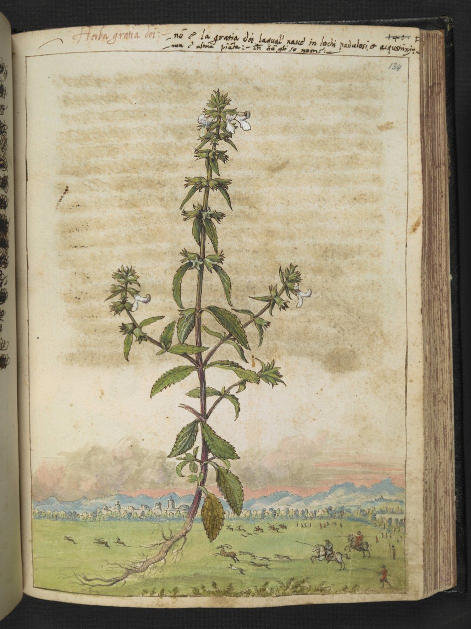 Herba gratia dei (Sövény-izsóp), Gherardo Cibo "Festmények a római államok növényvilágáról", Add MS 22333, f134r, c.1564-84 (akvarell és gouache papíron) alkotó: Gherardo Cibo